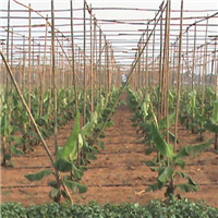 惠州香蕉苗供应%惠州香蕉批发市场 