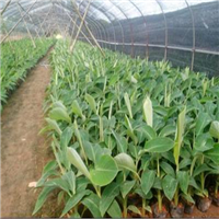 贵州培育脱毒无菌香蕉苗！ 