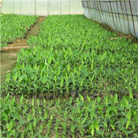 优质香蕉苗哪里有？惠州香蕉苗基地 