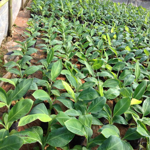 惠州香蕉苗批发&惠州香蕉苗出售 