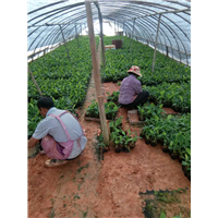 广东南宁南天王香蕉苗培育基地 