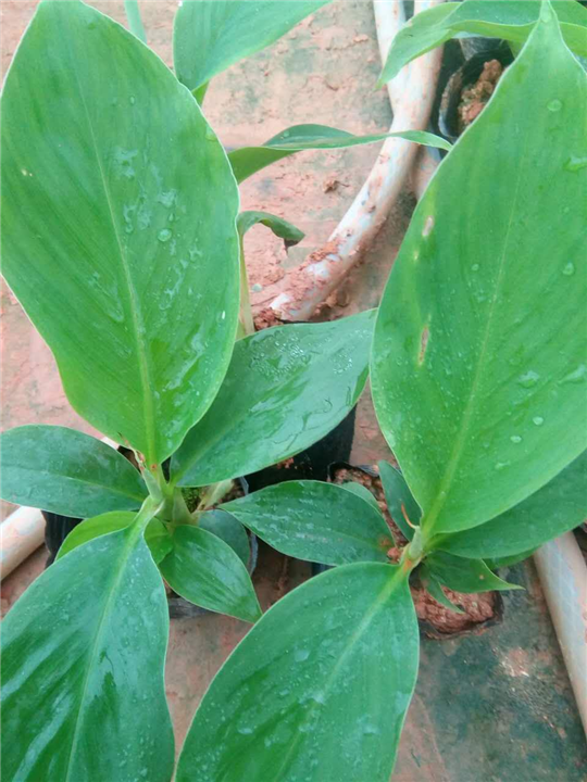 南天王香蕉、南天王香蕉出售 