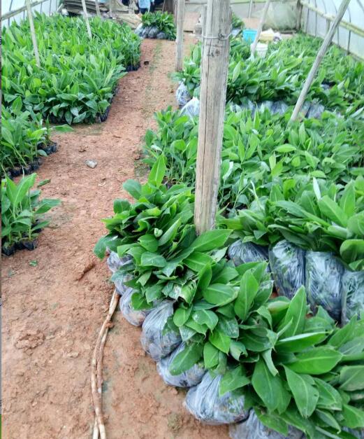 惠州香蕉苗培育基地-惠州香蕉苗-广东香蕉苗 