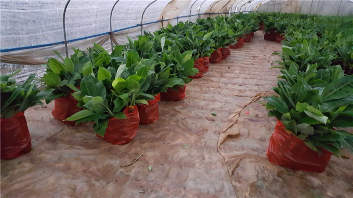 广东香蕉苗批发，广东香蕉苗，香蕉苗价格