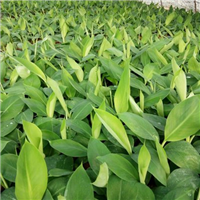 惠州香蕉苗出售|惠州粉蕉苗基地|惠州香蕉 