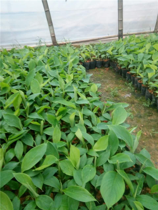 贵州香蕉种苗、贵州香蕉苗 