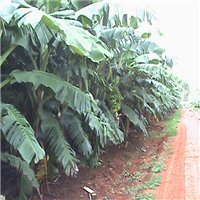 香蕉苗|贵州粉蕉苗|贵州香蕉苗基地 