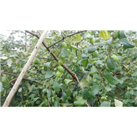 广东蜜丝枣苗**广东蜜丝枣苗圃 