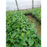 贵州香蕉种苗、贵州香蕉苗 