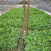 惠州香蕉苗大量供应、惠州西贡蕉苗 