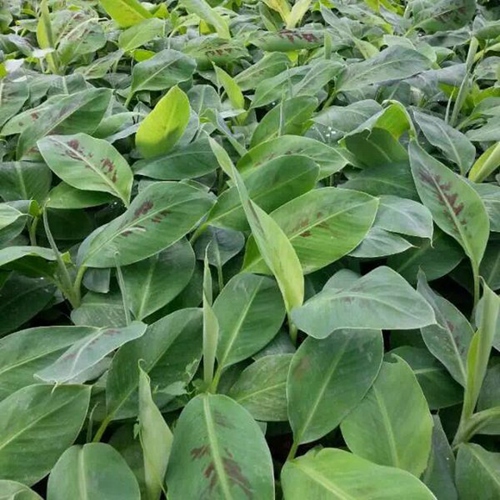 广东粉蕉苗基地|广东西贡蕉出售 