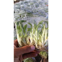 惠州粉蕉苗，广东粉蕉苗，供应粉蕉苗