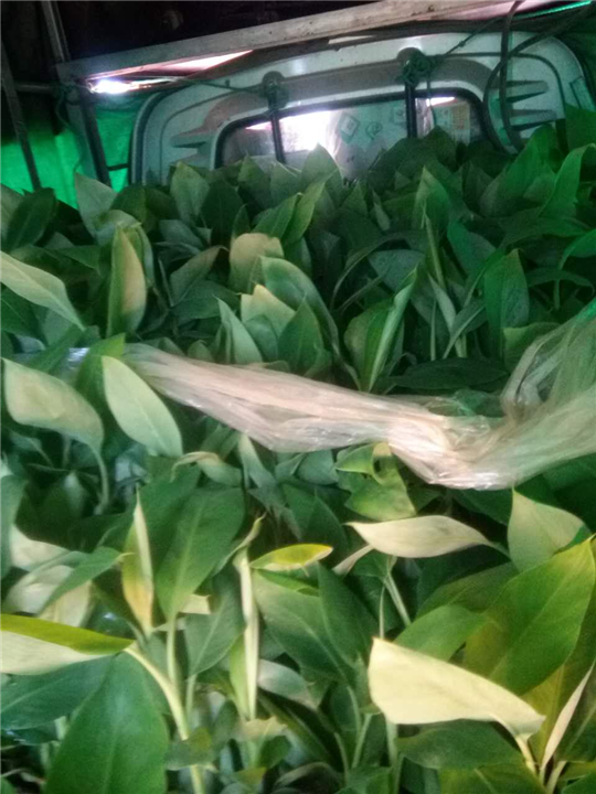 西贡蕉--香蕉苗--广东香蕉苗批发 