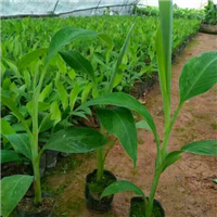 广东粉蕉苗|广东粉蕉苗价格|广东香蕉苗 