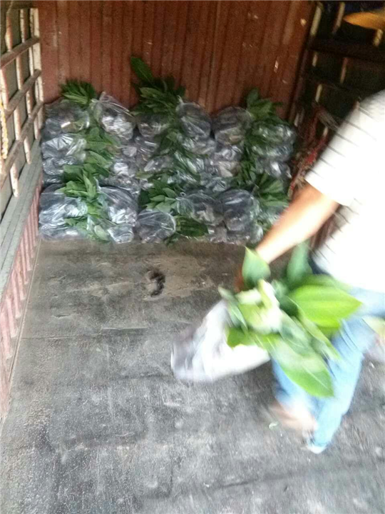 惠州香蕉苗--惠州西贡香蕉--惠州香蕉 