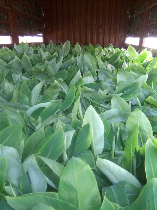 惠州香蕉出售、惠州粉蕉苗、惠州香蕉 