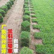 广东草皮基地（兰引3号示范种植）低价台湾草 