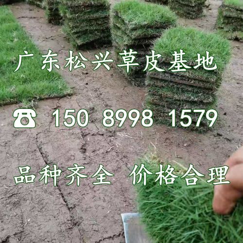 珠海草坪|一亩地可以种植几平方草皮？