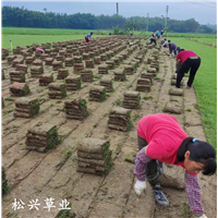 江门草皮草皮台湾草江门松兴草皮基地