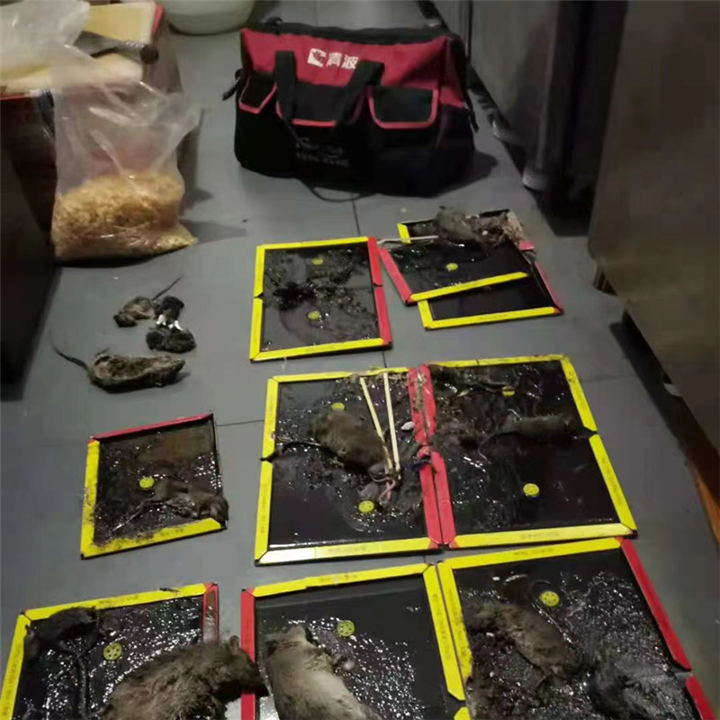 苏州灭鼠苏州成功灭鼠现场苏州灭鼠公司