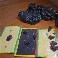 苏州灭鼠灭蝙蝠苏州昆山清波灭鼠公司