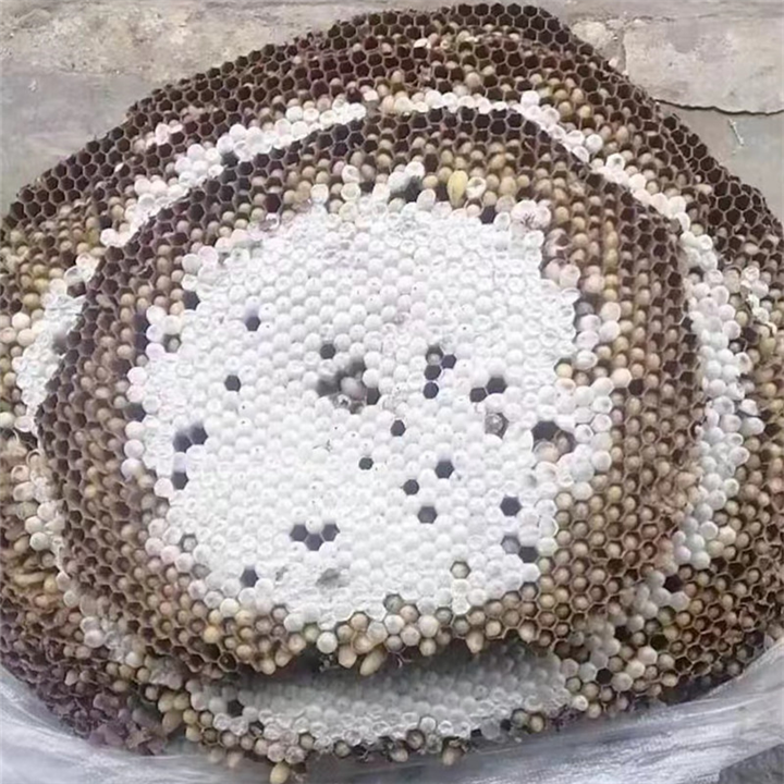 昆山清波杀虫灭鼠捅马蜂窝苏州灭鼠公司