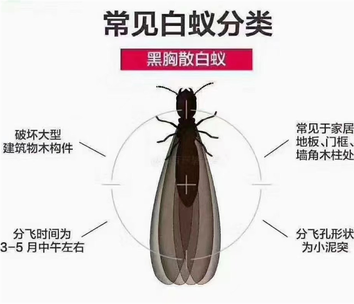苏州灭白蚁苏州白蚁消杀防治