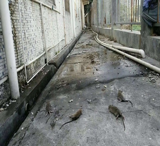 宿迁灭老鼠电话