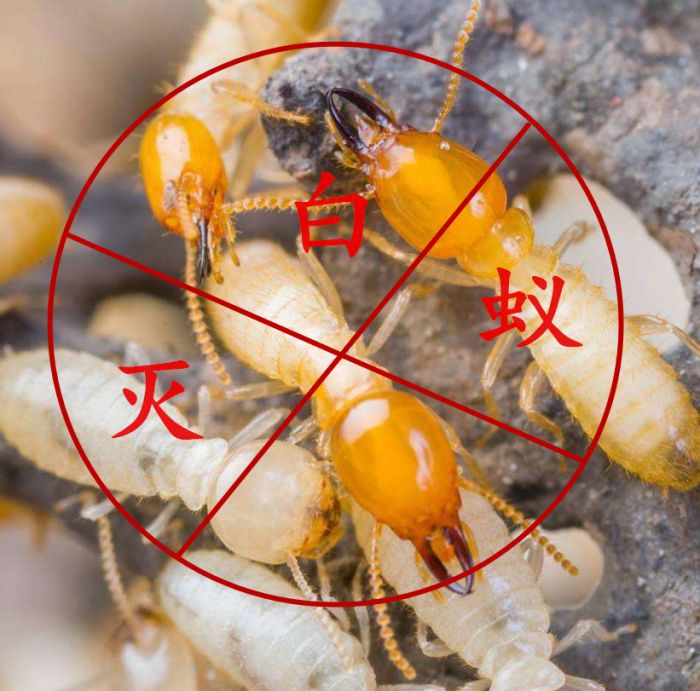 惠安白蚁防治/惠安灭白蚁 