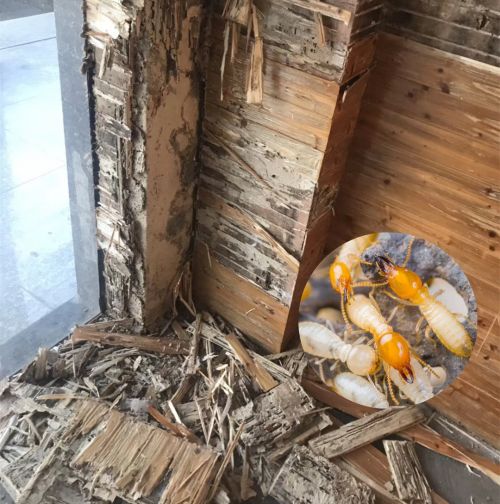 泉港工程白蚁防治/单位灭白蚁 