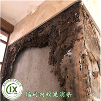 惠安白蚁防治泉港白蚁防治联动