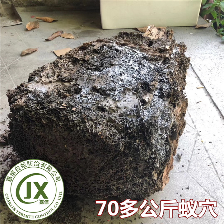 泉港除螨虫泉港白蚁防治泉港抓白蚁