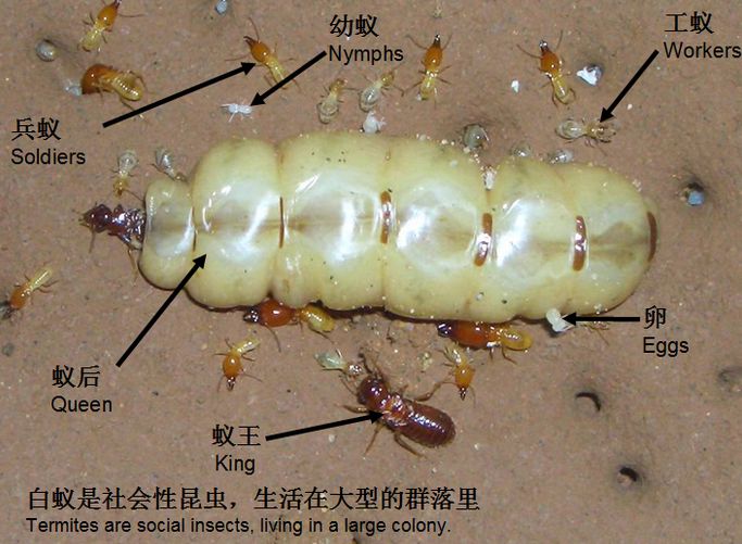小区灭白蚁 -泉港小区白蚁防治 