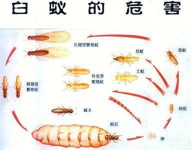 泉州嘉信白蚁防治-惠安灭白蚁/泉港白蚁防治 