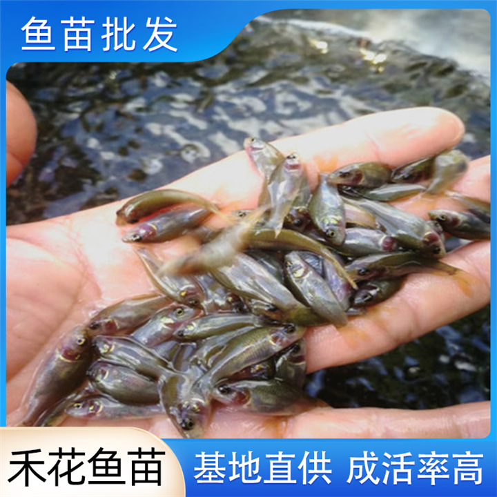 广西批发禾花鱼苗