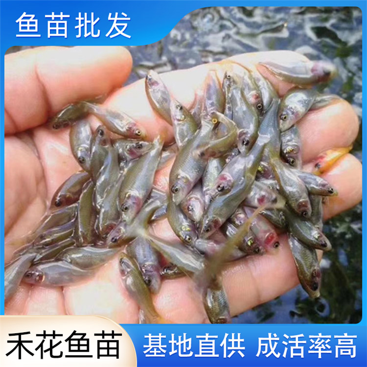 广西鱼苗批发