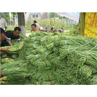 泡缸豆 