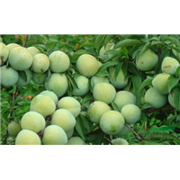 蜂糖李苗种植技术:打坑深度和高度为40厘米 
