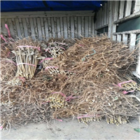 毕节李子苗，铜仁李子苗，六盘水李子苗