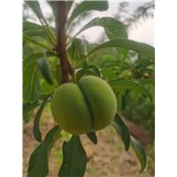 贵州蜂糖李苗基地电话