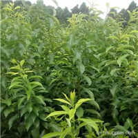 贵州蜂糖李，贵阳蜂糖李，安顺蜂糖李