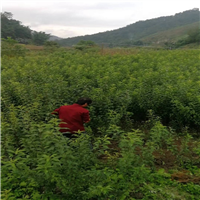 遵义李子苗，凯里李子苗，安顺李子苗