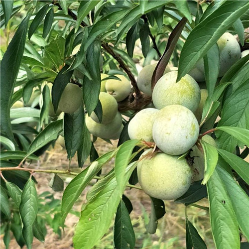 安顺李子苗价格，安顺李子苗基地 