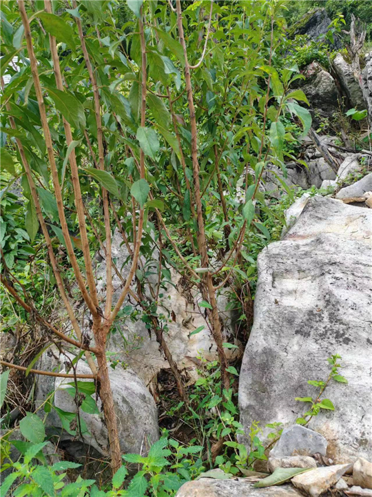 六马蜂糖李苗