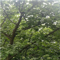 贵州李子苗批发，贵州李子苗基地