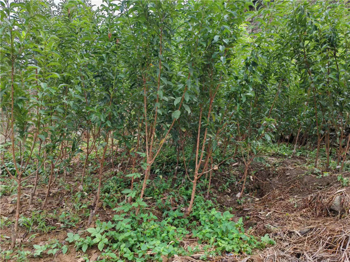 六马蜂糖李苗基地