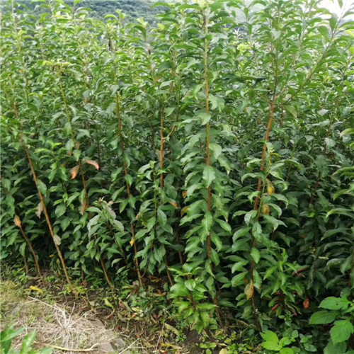 贵州李子苗基地、贵州蜂糖李苗 