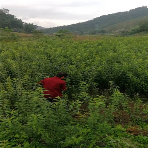 遵义李子苗，凯里李子苗，安顺李子苗