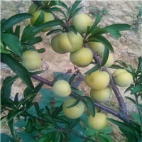 贵州蜂糖李树苗批发 