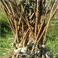 安顺李子苗，安顺蜂糖李，安顺蜂糖李苗